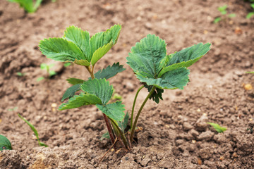 Young strawberry bushes grow in a garden bed. Growing berries in the outdoors.