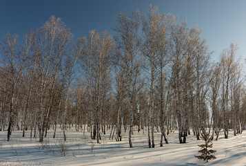 trees in winter