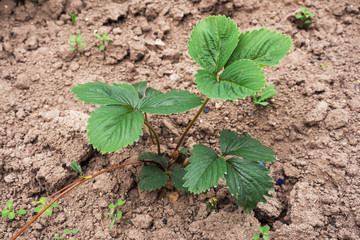 Young strawberry bushes grow in a garden bed. Growing berries in the outdoors.