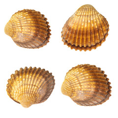 Collection of seashells isolated on white background. Full size.