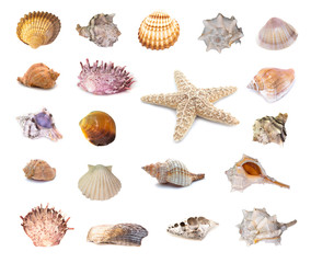 Collection of seashells isolated on white background. Full size.