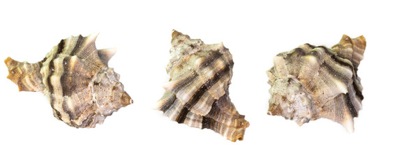 Collection of seashells isolated on white background. Full size.