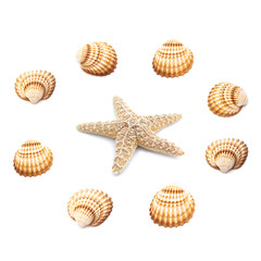Collection of seashells isolated on white background. Full size.