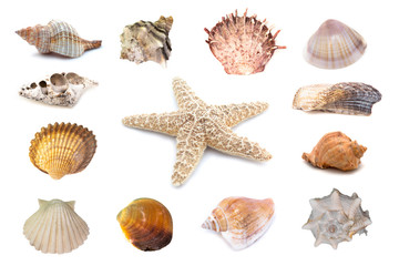 Collection of seashells isolated on white background. Full size.