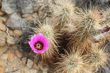 Anza Borrego desert cactus