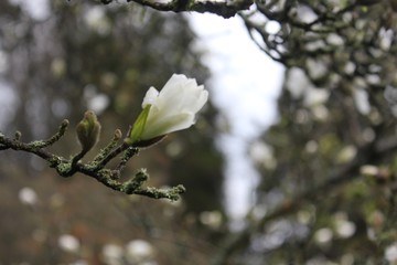 branch of a blossoming tree