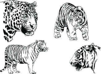 a set of vector drawings of various predators , tigers and lions, drawn in ink by hand, realistic for the logo