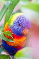 A rainbow lorikeet hiding in flowers  to avoid my lens