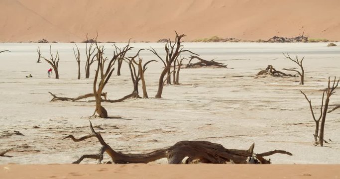 Hot dry area of Namib desert with white sand and dead trees, Deadvlei, Namibia, 4k