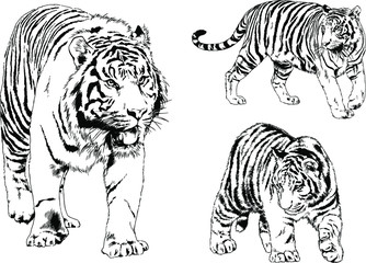 vector drawings sketches different predator , tigers lions cheetahs and leopards are drawn in ink by hand , objects with no background