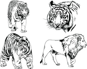 vector drawings sketches different predator , tigers lions cheetahs and leopards are drawn in ink by hand , objects with no background