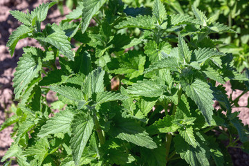 This is a young lemon balm plant growing in the garden. Melissa is a medicinal aromatic plant.
