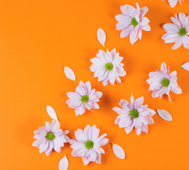 Pattern with Spring flowers on orange background, chrysanthemum buds