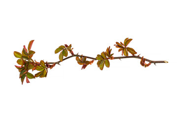 Branch of rose with first leaves isolated on white background