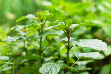 Green bushes of fragrant mint grow in a garden bed.