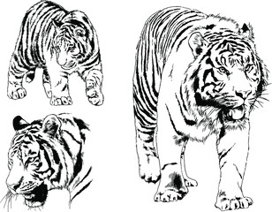 vector drawings sketches different predator , tigers lions cheetahs and leopards are drawn in ink by hand , objects with no background