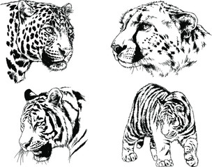 vector drawings sketches different predator , tigers lions cheetahs and leopards are drawn in ink by hand , objects with no background