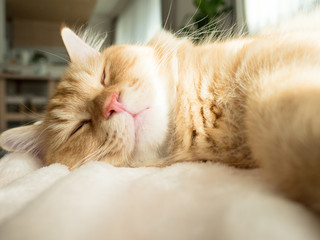 日向ぼっこしながら熟睡する猫のマンチカン