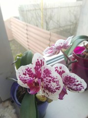 flowers on the windows