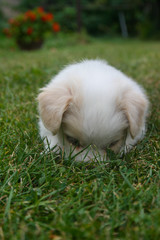 Happy puppy playing on the green lawn.