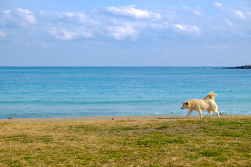 Dog walking on the beach