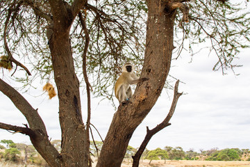Monkey on a tree trunk in the savannah of Tarangire National Park, in Tanzania