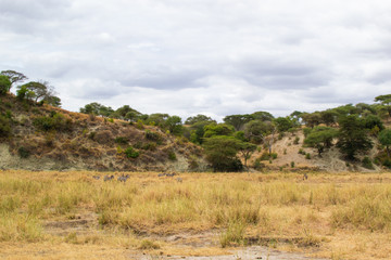 Fototapeta na wymiar Landscape of the savanna in Tarangire National Park, in Tanzania, with yellow grass and green acacias