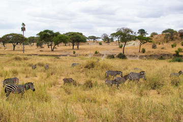 Fototapeta na wymiar Group of zebras eating pasture in the yellow savannah of Tarangire National Park, in Tanzania