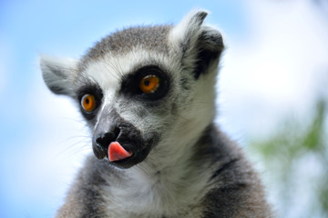 Lemur
