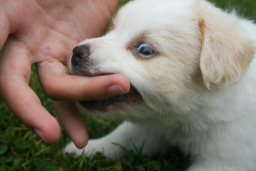 Happy puppy playing on the green lawn.