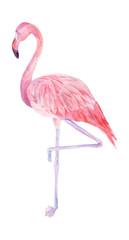 Watercolor illustration tropical exotic bird pink flamingo. Perfect as background texture, wrapping paper, textile or wallpaper design. Hand drawn isolated bird
