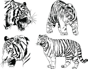 set of vector drawings on the theme of predators tigers are drawn by hand with ink tattoo logos