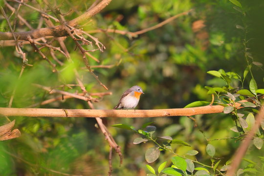 robin bird perching on branch