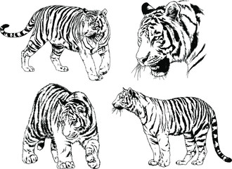 set of vector drawings on the theme of predators tigers are drawn by hand with ink tattoo logos