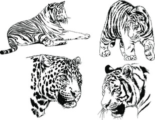 set of vector drawings on the theme of predators tigers are drawn by hand with ink tattoo logos