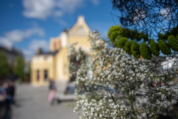 Fototapeta na wymiar flowers front of a puplic house