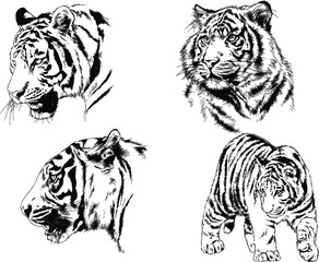 set of vector drawings on the theme of predators tigers are drawn by hand with ink tattoo logos