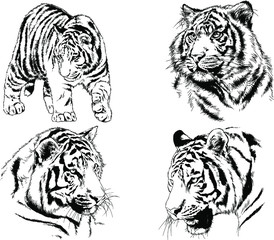 set of vector drawings on the theme of predators tigers are drawn by hand with ink tattoo logos