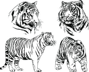 set of vector drawings on the theme of predators tigers are drawn by hand with ink tattoo logos