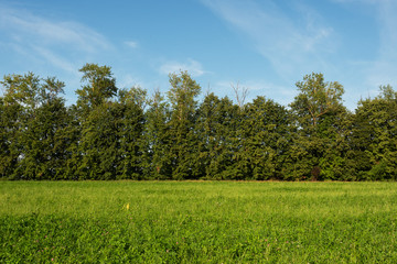Obraz premium Grass field and trees Landscape outside the city.