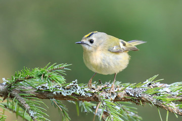 Goldcrest
