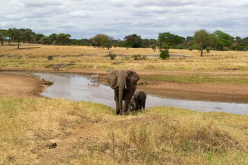 Elephant walking near a riverside on the savannah of Tarangire National Park, in Tanzania