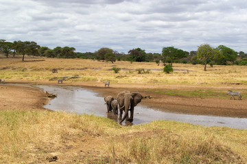 Fototapeta na wymiar Female elephant taking care of her babies and crossing a dry river on the savanna of Tarangire National Park, in Tanzania