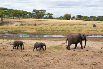 Female elephant with two of her babies following her on a riverside of the savanna of Tarangire National Park, in Tanzania