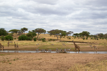 Fototapeta na wymiar Zebras and giraffes drinking in a pond of the savanna of Tarangire National Park, in Tanzania