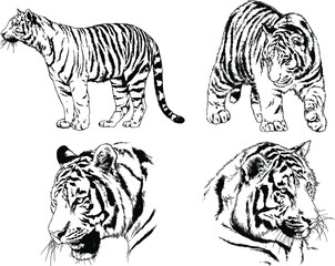 set of vector drawings on the theme of predators tigers are drawn by hand with ink tattoo logos