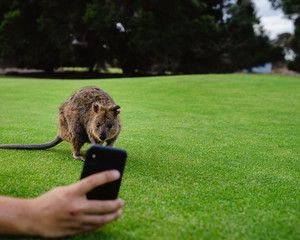 Man taking a selfie with a curious quokka on Rottnest Island, Perth, Western Australia. 