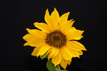 Beautiful and vibrant yellow sunflower on black background