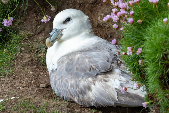 Fulmar