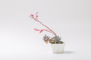 Succulents on white background,Echeveria lauixlindsayana